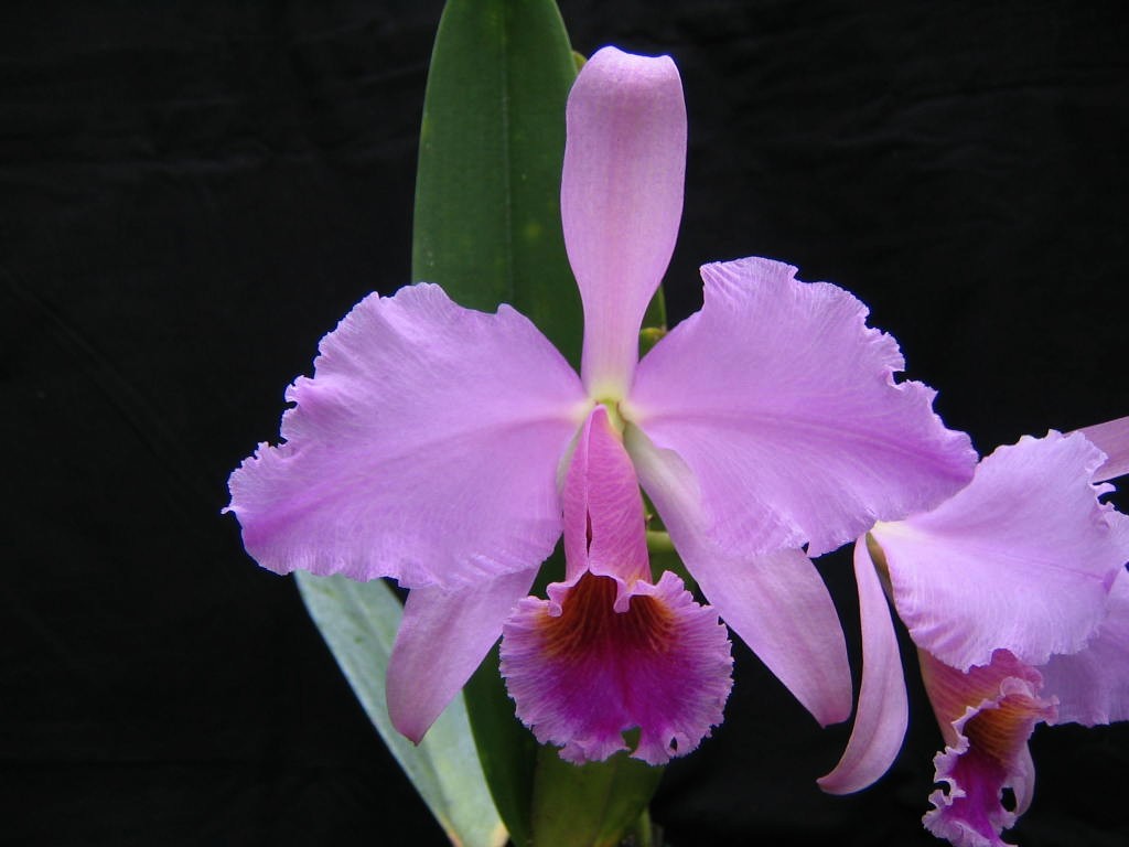 Percival's Cattley's